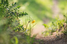 Yellow Dandelion Flower - Sunlight Shines In The Background