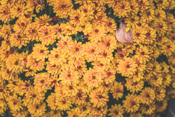 Wall Mural - orange chrysanthemum flowers background