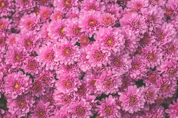 Wall Mural - pink chrysanthemum flowers background