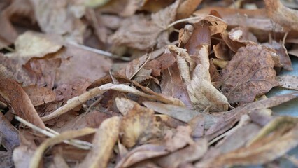 Canvas Print - Close up of autumn tree leaves, slow motion