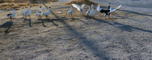 A Flock Of Cute Geese With Their Shadows.