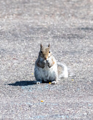 Wall Mural - Squirrel sitting on pavement eating