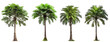 Tropical trees with beautiful leaves isolated on transparent background generative ai