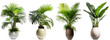 Leinwandbild Motiv Tropical plants with rich and dense foliage in modern vase isolated on transparent background generative ai