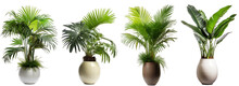Tropical Plants With Rich And Dense Foliage In Modern Vase Isolated On Transparent Background Generative Ai