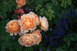 Beautiful roses Lady of Shalott