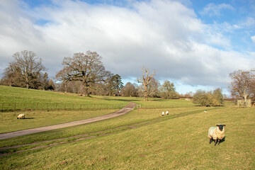 Sheep in the meadow