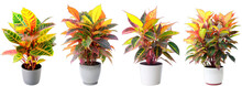 Tropical House Rainbow Croton Plant In Modern Pot Or Vase Isolated On Transparent Background Generative Ai
