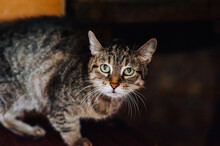 An Adult Beautiful Gray Tabby Cat Sits In The House. Photograph Of The Animal.