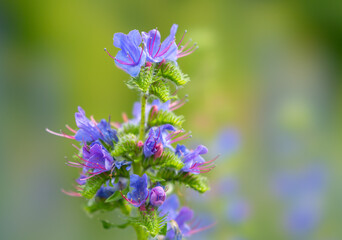 Wall Mural - flowering plant echium vulgare close-up on a blurry background