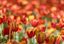 Bright Red And Yellow Tulips In Green Grass