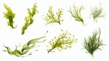seaweed set of design elements on white background.