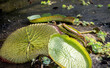 Das Blatt der Riesenseerose (Victoria cruziana) in einem Teich bei dem das Wasser abgelassen ist.