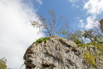 Wall Mural - Tree clinging to rock on Cheddar Gorge in the Summertime.