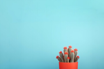 Cactus pink red colored on pastel blue background, minimalism contemporary, creative fashion concept for websites, posters, banners. Close-up plant, pastel colored., Canva, print copy space for text	