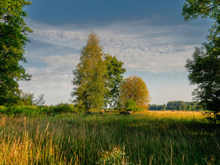Wall Mural - Three different shape trees grow in a field framed by other trees on a side of the frame. Blue cloudy sky in the background. Relaxing nature scene.