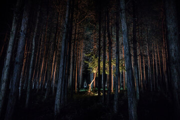Wall Mural - magical lights sparkling in mysterious forest at night. Nightmare pine forest.