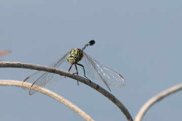 Orthetrum sabina, the slender skimmer or green marsh hawk, is a species of dragonfly in the family Libellulidae