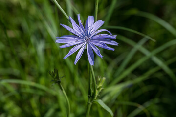 Sticker - Blue chicory flower close-up outdoors.