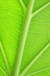 Leinwandbild Motiv Macro photo of green leaf as background, top view