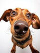 close up fish eye photo of dachshund dog face. generative AI