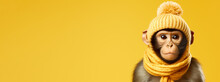 A Little Baby Monkey Protects Himself Against The Winter.   Isolated Yellow Background. Copy Space