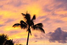Palm Tree Sunset 