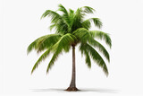Fototapeta Desenie - coconut palm tree isolated on white background