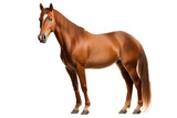 a beautiful horse full body on a white background studio shot isolated PNG