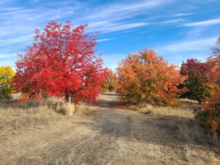 Wall Mural - Fall colors of Chinese Pistache tree in San Ramon, California