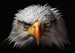 closeup bald eagle promotional angry transparent background animal face fathom hell angelic intense stare pictured shoulders pissed off
