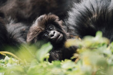 Wild Mountain Gorilla Baby