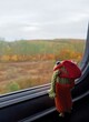 A toy frog traveler looks out the train window.  Outside the window there is an autumn landscape.