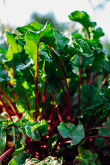 Naklejka na meble Green beet leaves with red stems. Beets in the garden. Ripe beets in autumn. Harvesting.