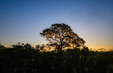 Wall Mural - The banyan tree catches the sun's shadow