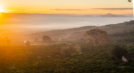 Wall Mural - Forest landscape on a beautiful morning with magical light seen from the hill