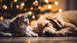 A cat and a dog sleep next to each other on the floor. In the background there are lights on a Christmas tree.