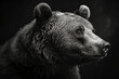Black and white portrait of a grizzly bear on a black background.