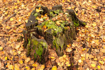 Wall Mural - Tree stump covered with moss in the autumn forest