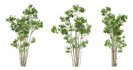 3d set of green birch tree on transparent background, png plants, landscape design.
