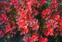 Bush Of Decorative Barberry Thunberg Admiration With Red Leaves