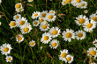 © Oleh Marchak - Wild daisy flowers growing on meadow, white chamomiles. Oxeye daisy, Leucanthemum vulgare, Daisies, Dox-eye, Common daisy, Dog daisy, Gardening concept