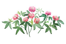 Flowers - Pink Clover On The White Background. Summer Illustration.
