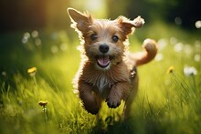 Funny Puppy Of Yorkshire Terrier Running In The Green Grass, Cute Dog Running In The Green Grass On A Sunny Summer Day, AI Generated