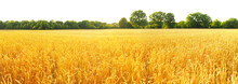 Wheat Field In Summer On Transparent PNG Background