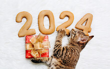 A Kitten Tries The Strength Of The Figures Of The New Year 2024 With A Gift Box In His Paws