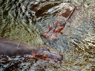 Wall Mural - two hippopotamus in the water in the zoo