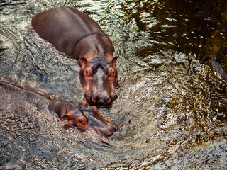 Wall Mural - two hippopotamus in the water in the zoo