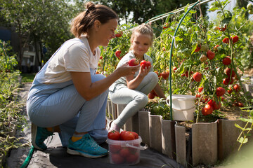 Wall Mural - mom and child daughter harvest tomatoes together in a garden bed. family hobby. 