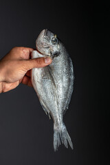 Poster - male hand with dorado fish on black background. place for text